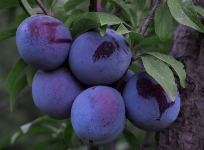 Black Plum