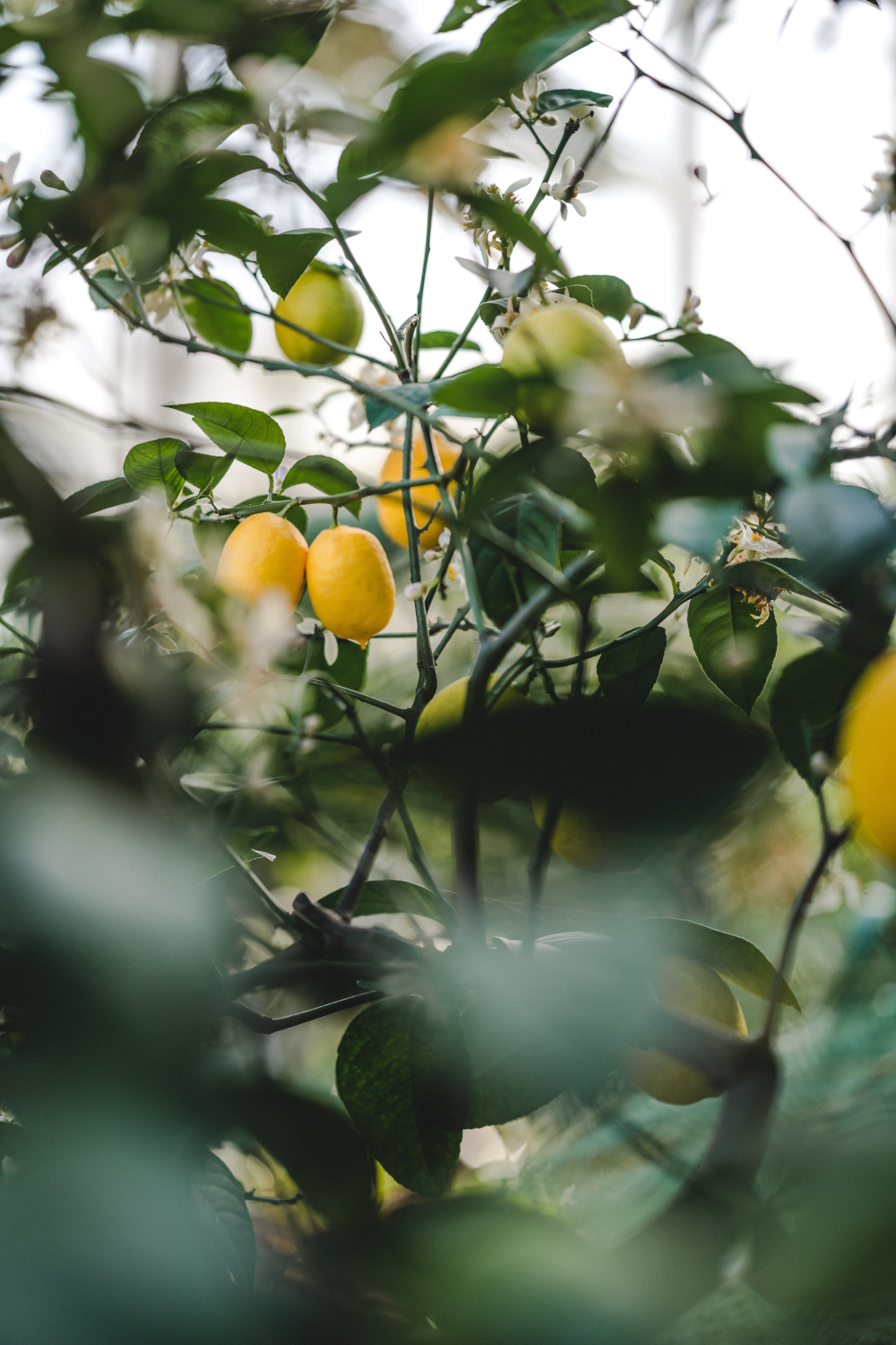 Lemon
