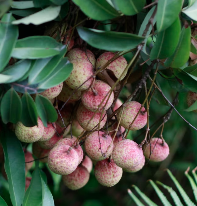 Lychee