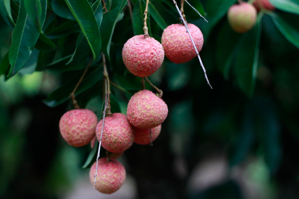 Lychee