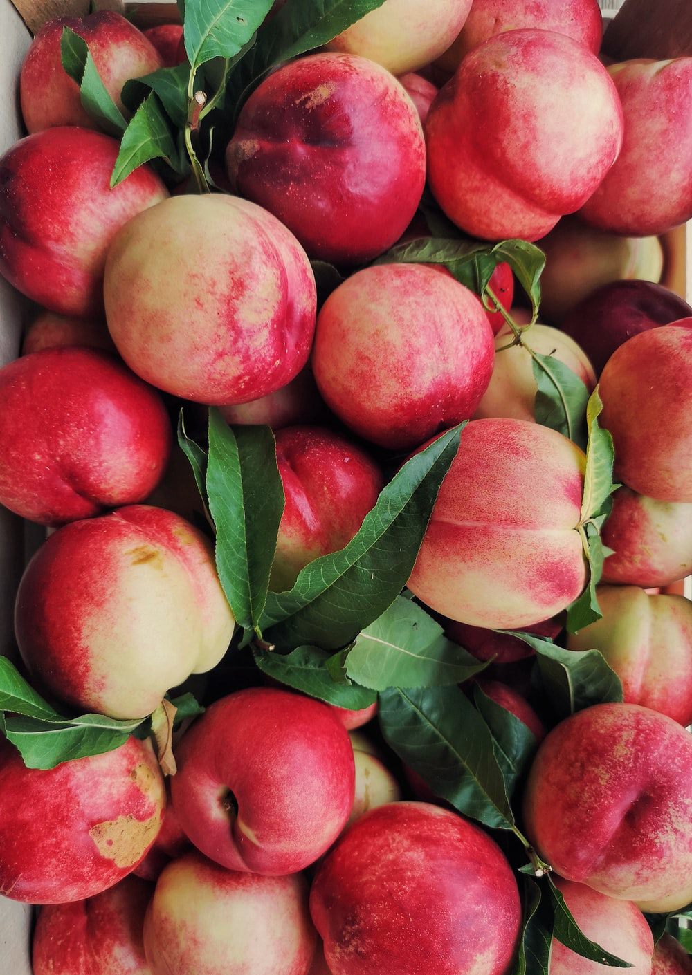 Nectarine