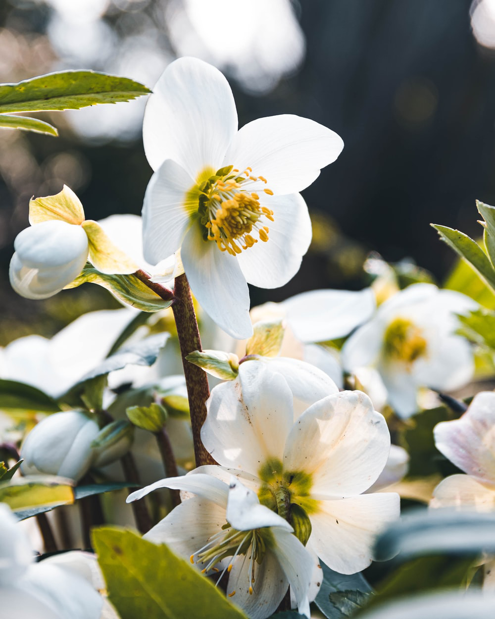 Orange Blossom