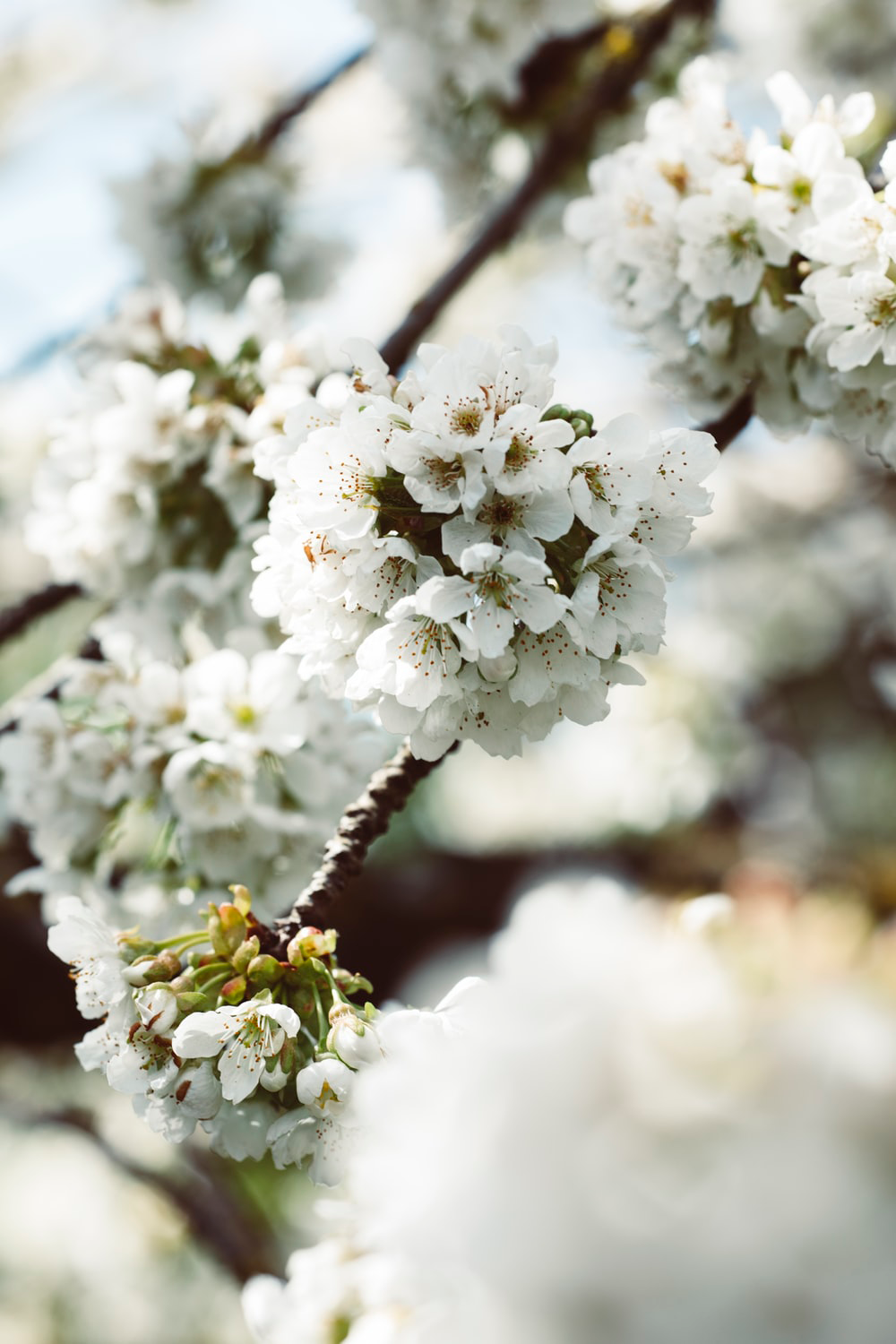 Orange Blossom