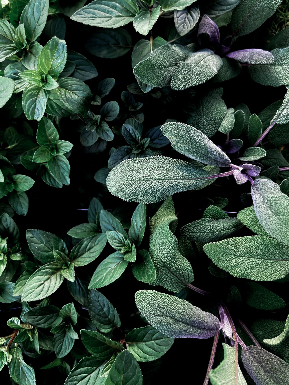Oregano