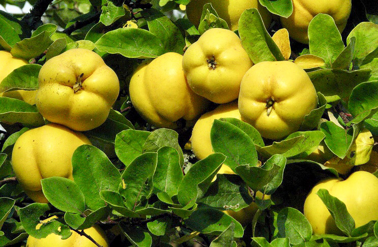 Quince