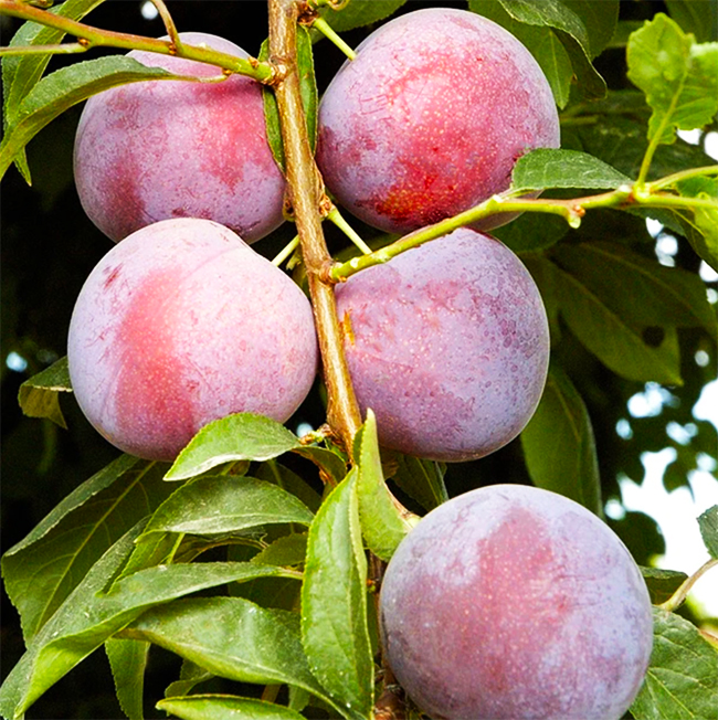 Red Plum
