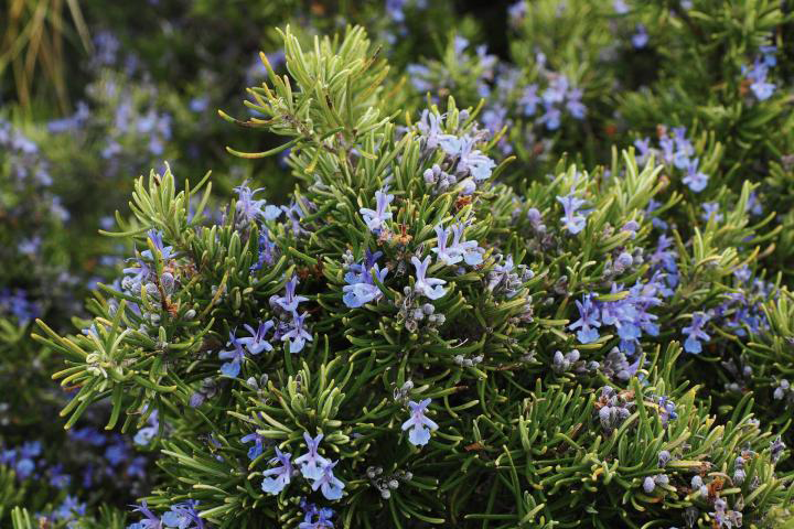 Rosemary