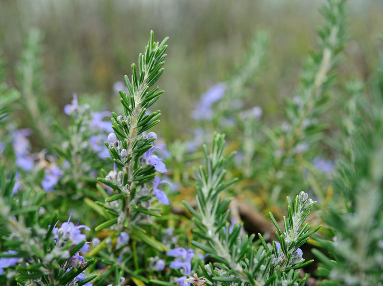 Rosemary